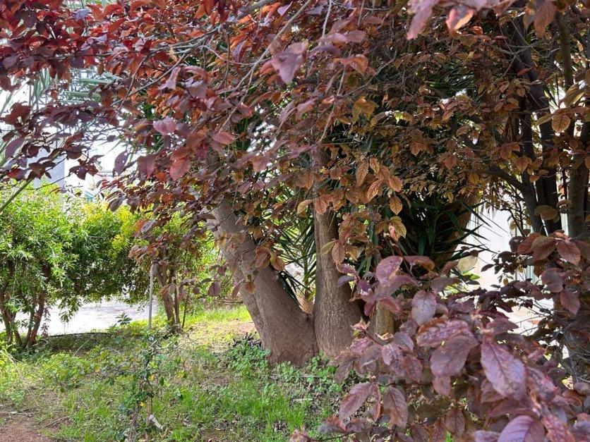 Апартаменти Giardino A Mare Барі Екстер'єр фото